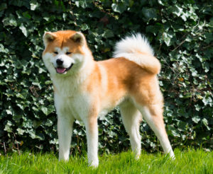 Akita mejores razas de perros diseñados para perros guardianes de guardia