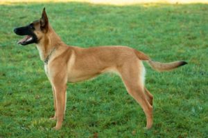 Belgický malinois strážny pes Strážne psy