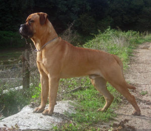 Bullmastiff mejores razas de perros diseñados para perros guardianes de guardia