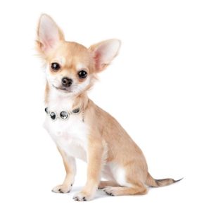 Chihuahua Poradie Pes do bytu