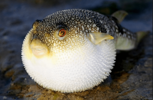 2. Fugu, Japonia Żywność dla silnego żołądka
