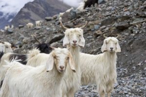 Koza himalajska Zwierzęta z Himalajów