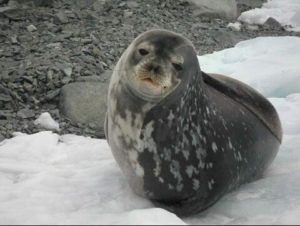 Karibský tuleň Novo Vyhynulá zvířata  