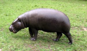 Madagascar hippo Novo Vyhynuté zvieratá 