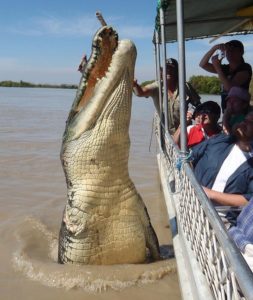 Morský krokodíl Najväčší predátor na svete