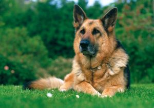 Nemecký ovčiak najlepších plemien psov určených na stráženie strazne psy strážny pes Strážne psy