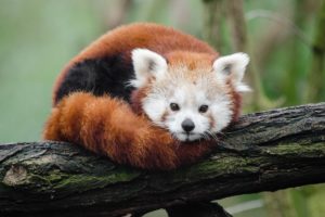 Panda czerwona Zwierzęta Himalajów