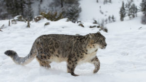 Snežný leopard Najväčší predátor na svete