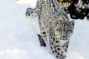 Leopardo de las nieves Animales del Himalaya