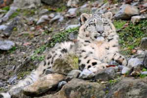 Leopardo de las nieves tailandés Novo Animales extintos  
