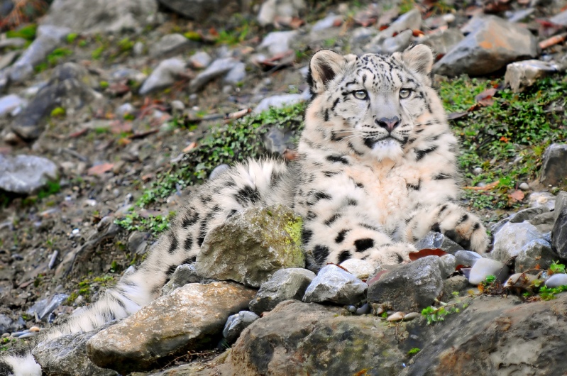 Thaiwanský snehový leopard