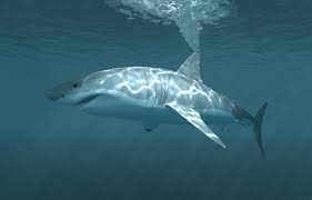 Velký bílý žralok Největší dravec na světě