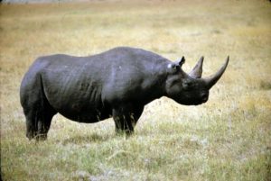 Západoafrický čierny nosorožec Novo Vyhynuté zvieratá 