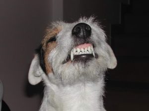 Šteňatá majú 28 zubov a dospelé psy 47 Fakty o psoch
