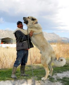 Owczarek środkowoazjatycki - Największy pies świata