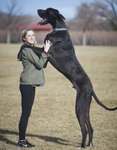 Nemecká doga najväčších plemien psov na svete najväčši pes na svete