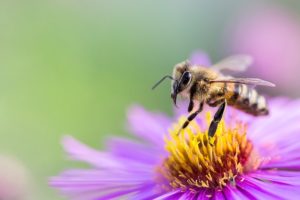 včely ako včely komunikujú?