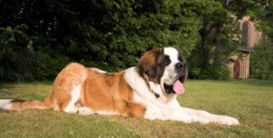 Bernardyna - Największy pies świata