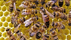 ¿cómo se comunican las abejas?