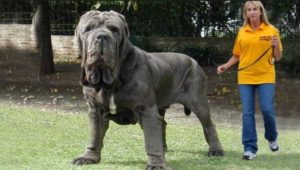 Neapolský mastiff najväčších plemien psov na svete najväčši pes na svete