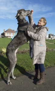 Irský vlkodavjeden z největších psích plemen na světě největší pes na světě  