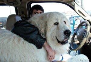 Pirenejski pies górski - Największy pies świata