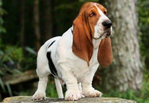 Basset Hound - Psy z dobrym zmysłem węchu