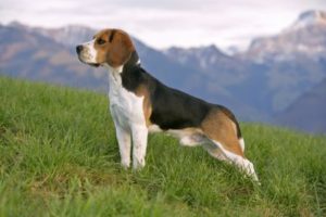 Beagle - Psy z dobrym zmysłem węchu