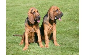 Bloodhound Psi s dobrým čichem