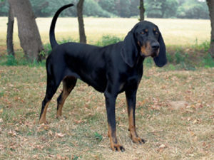 Coonhound pes