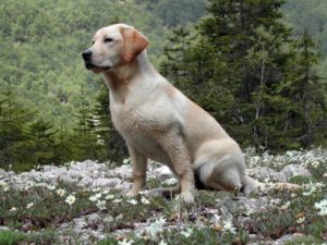 Labradorský retrívr Psi s dobrým čichem