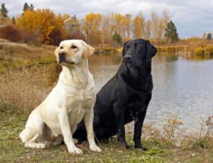Labrador Retriever Lättlärda hundar