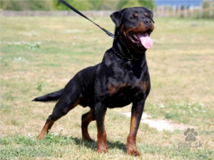 Rottweiler - Łatwe do wyszkolenia psy