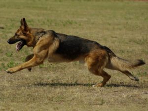 Owczarek niemiecki - Rasy psów odpowiednie do dużych ogrodów
