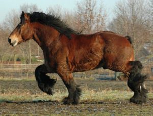 Belgian - Najsilniejszy koń świata