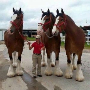 Koń Clydesdale - Najsilniejszy koń świata