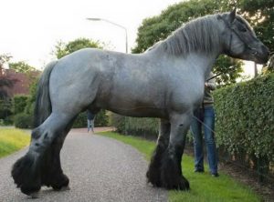 Holandský chladnokrvník Zoznam najsilnejších plemien koní na svete. Plemena koní ktoré majú neskutočnú silu .
