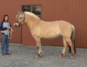 Koń fiordowy