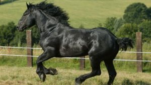 Percheron Seznam nejsilnějších plemen koní na světě. Plemena koní, která mají neuvěřitelnou sílu.