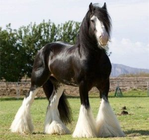 Koń Shire - najsilniejszy koń