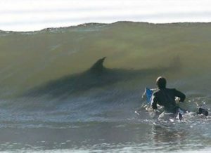 13) Surfování se žraloky