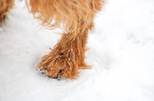 2.Förbered hundens fötter innan du går ut med den Hund för vintern