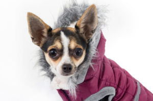 3.Investera i hundkläder för kallt väder Hund för vintern
