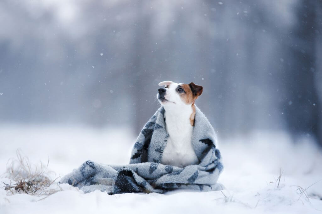 7 spôsobov, ako pripraviť domáce zvieratá na zimu