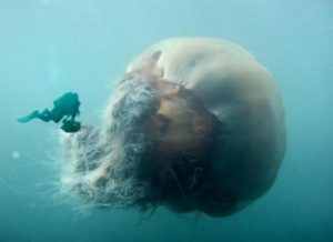 Veľké medúzy