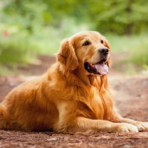 Golden Retriever Razas de perro para niños