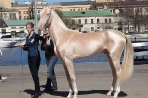 1. Akhal-Teke 10 najkrajších plemien koní z celého sveta najkrajši kôň na svete
