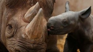 10. Baby nosorožec dáva jeho mama bozk