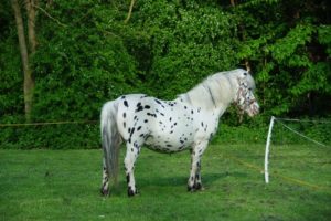 10. Dalmatínsky kôň
