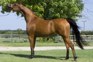 2. caballo árabe 10 razas de caballos más bellas de todo el mundo el caballo más bello del mundo